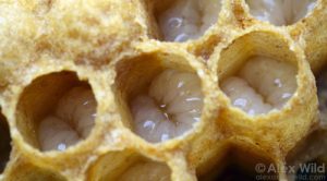 Apilarnil seven day old bee larvae